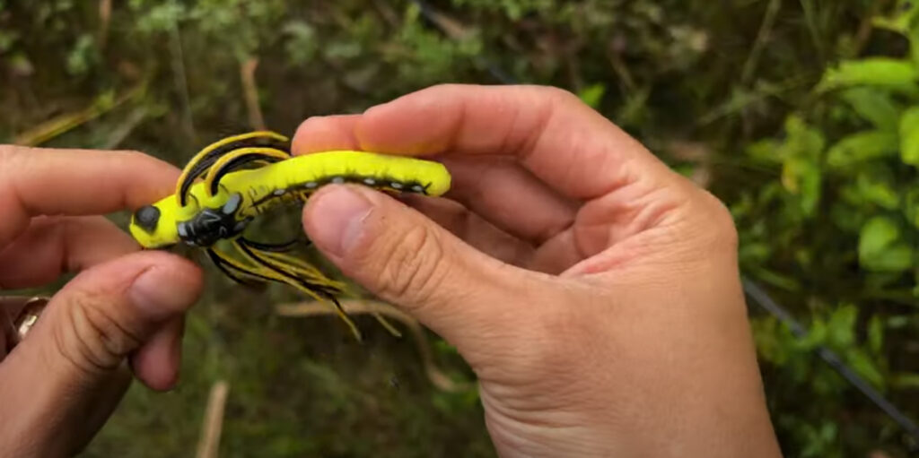 Dragonfly 1024x511
